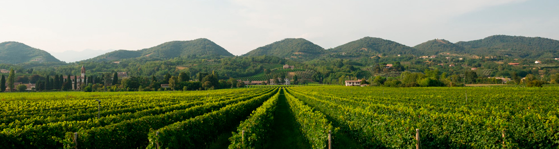 Cantina Montelliana